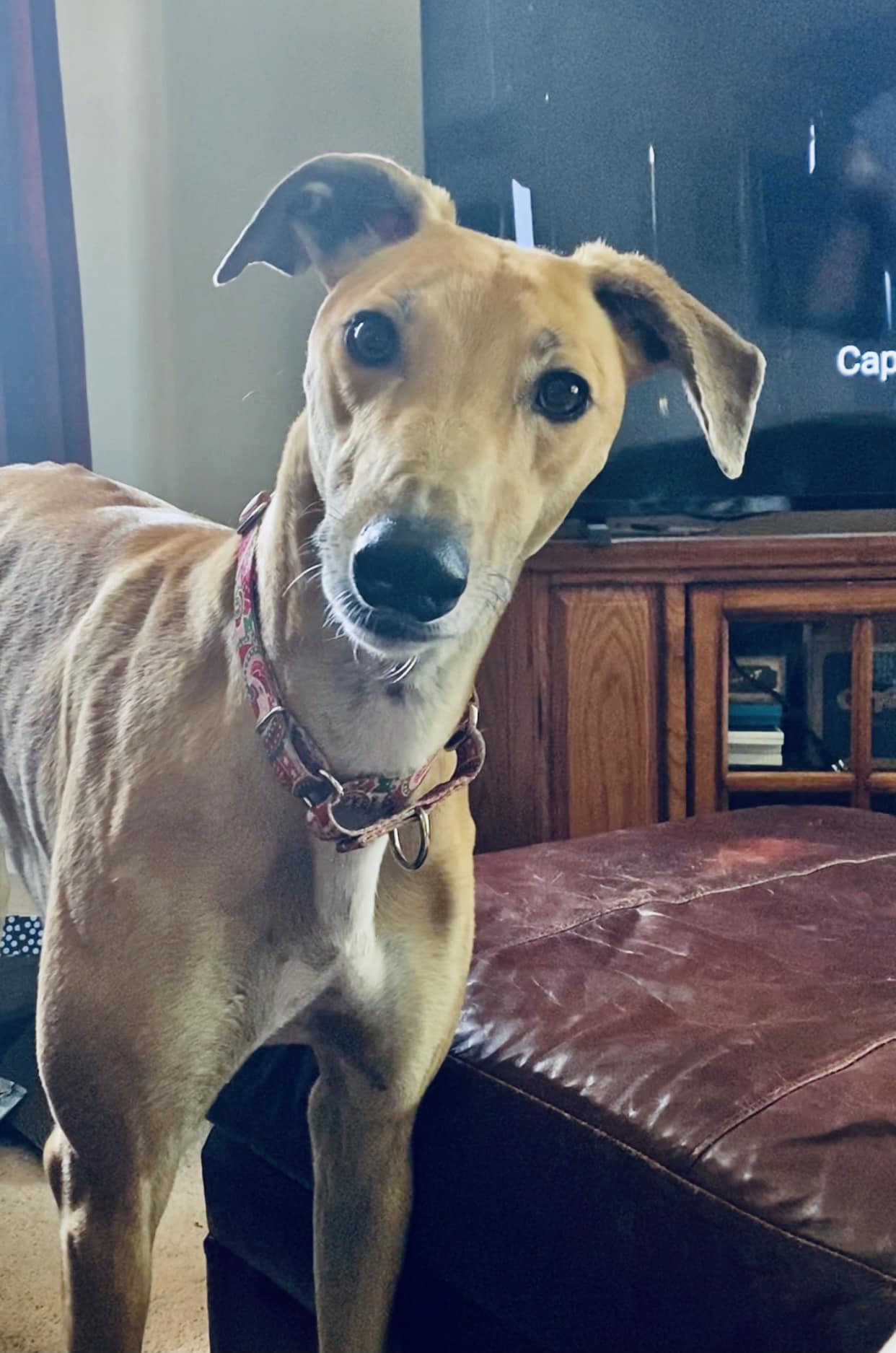 Cruise Brothers Travel Agent Carrie Scanlon Copley